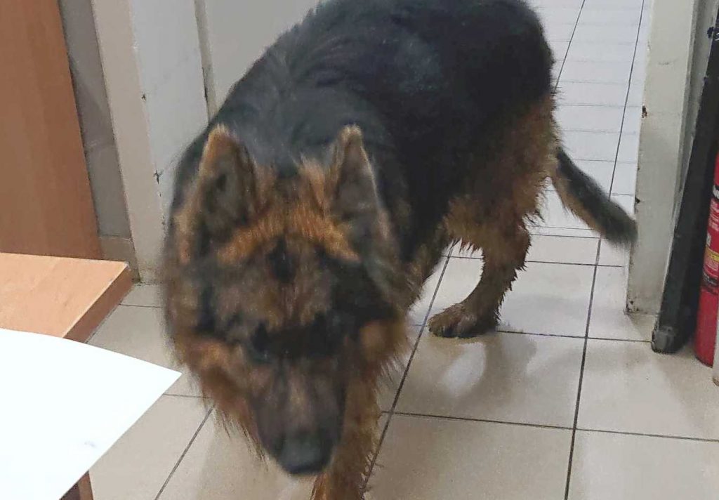 Fotografia psa złapanego na ulicy Kościelnej w dniu 25 maja 2021 roku.
