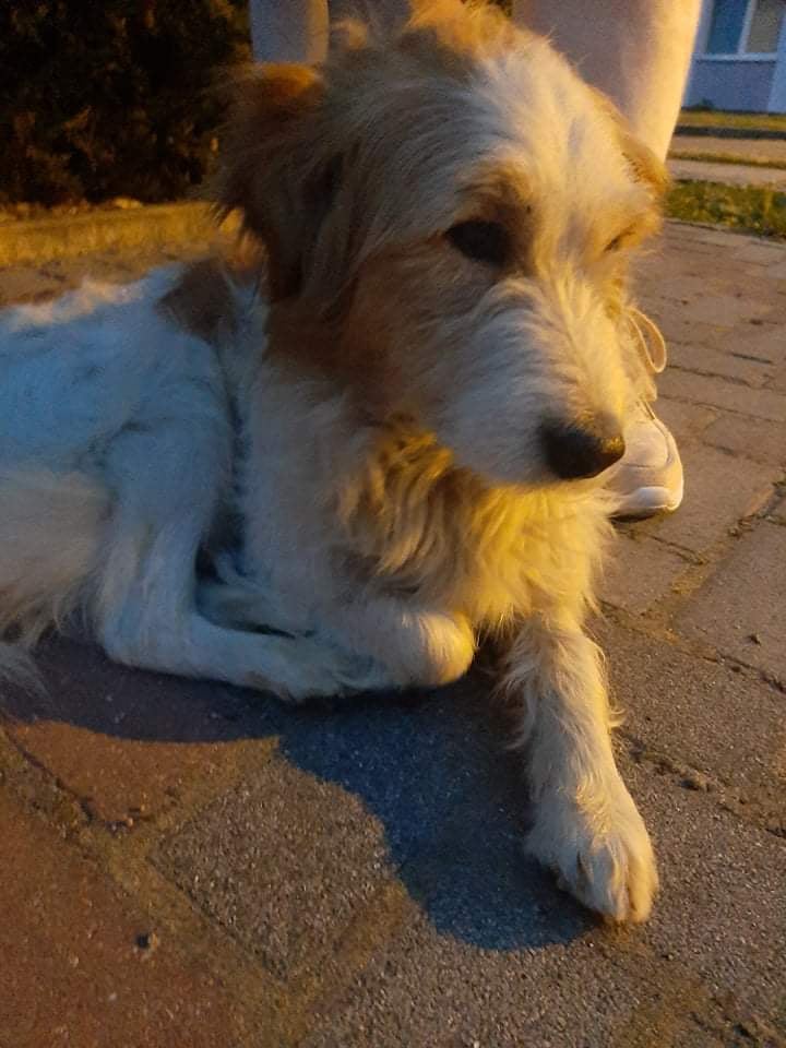 Fotografia psa złapanego w Czarnym Sadzie w dniu 09. lipca 2021 roku.