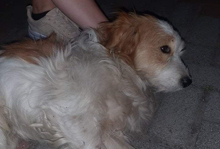 Fotografia psa złapanego w Czarnym Sadzie w dniu 09. lipca 2021 roku.
