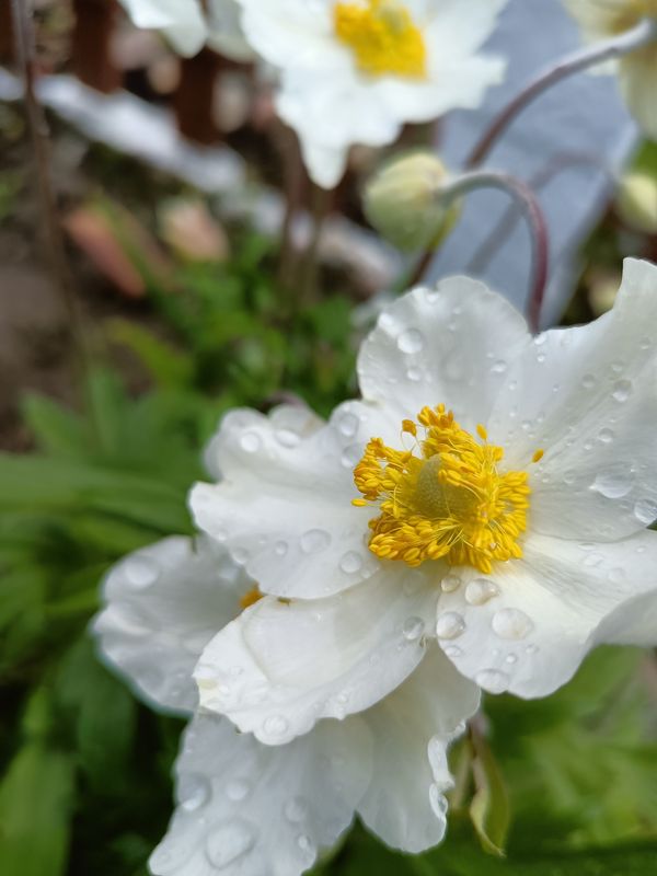 Zdjęcie białego kwiata.