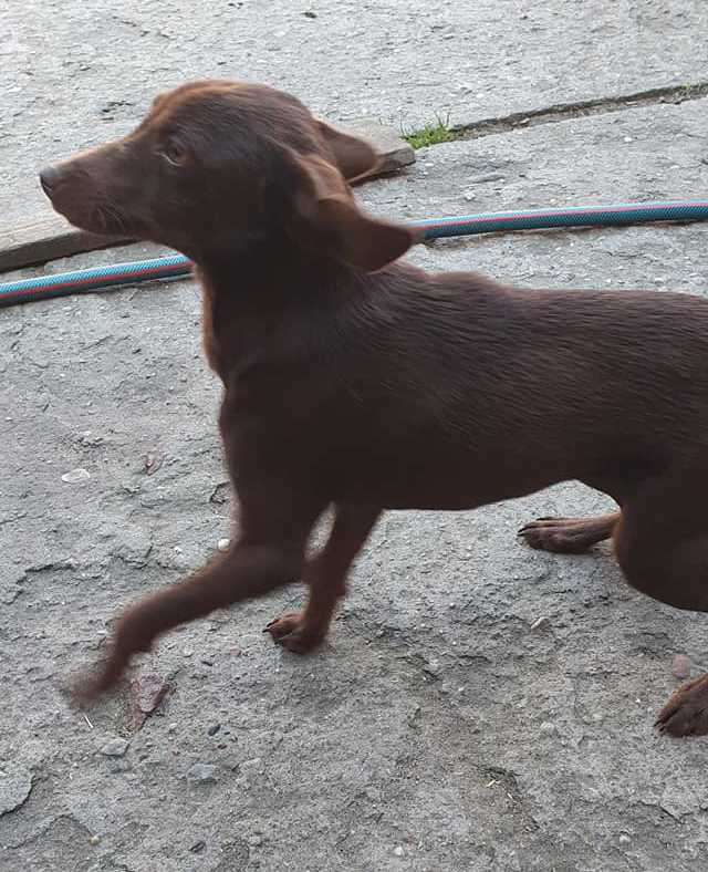 Fotografia psa wałęsającego się w Mokronosie (11 października 2021r.)