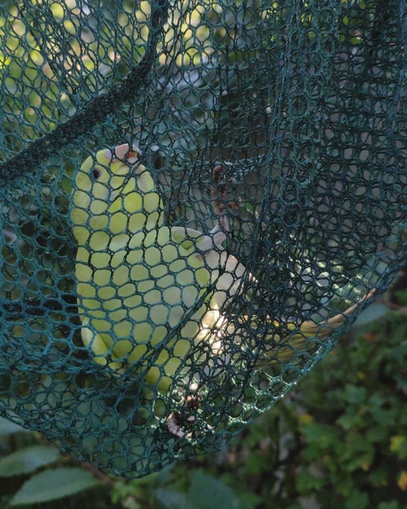 papuga falista, żółta, znaleziona w ogrodzie, koźmin wielkopolski, 9 września 2022