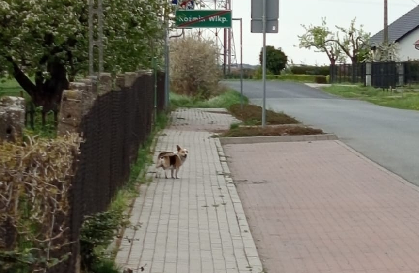 2025.04.23 Pies ul. Cieszynskiego