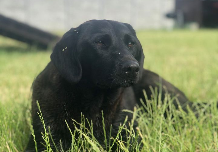 Fotografia psa złapanego w Koźminie Wlkp. w dniu 26 czerwca 2021 roku.